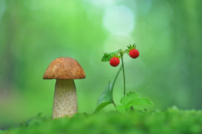 Обои картинки фото природа, грибы, ягода, гриб