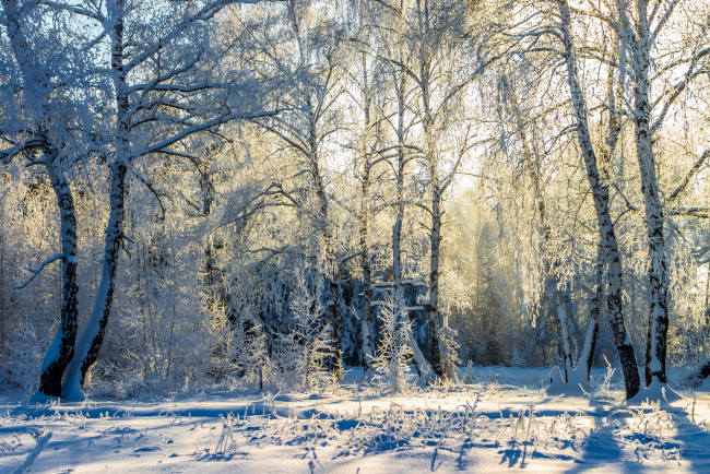 Обои картинки фото природа, зима, заповедник, берёзы, деревья, лес, снег, пейзаж, усмань