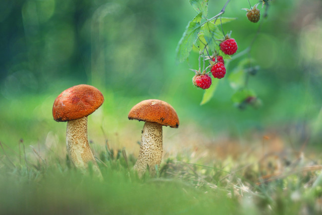 Обои картинки фото природа, грибы, ягода, гриб