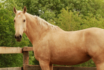Картинка животные лошади лошадь соловая изгородь