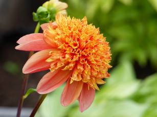 Картинка цветы георгины оранжевый георгин макро