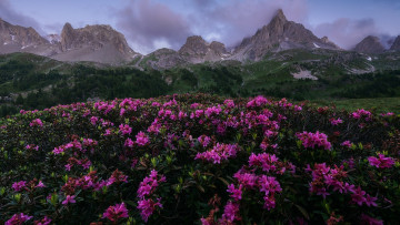 Картинка цветы рододендроны+ азалии горы рододендрон розовый луг
