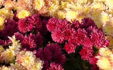 Картинка цветы хризантемы разноцветные много