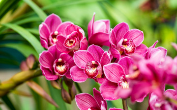 Картинка цветы орхидеи розовые ветка