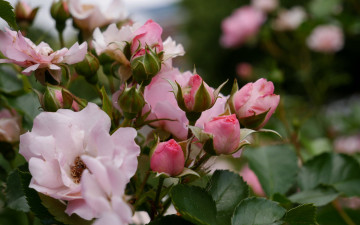 Картинка цветы розы розовые куст бутоны