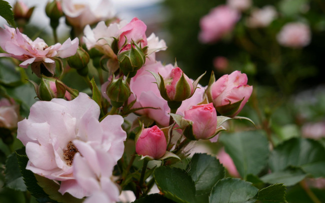 Обои картинки фото цветы, розы, розовые, куст, бутоны
