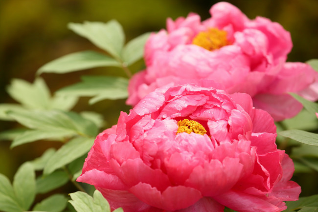 Обои картинки фото цветы, пионы, розовые, макро
