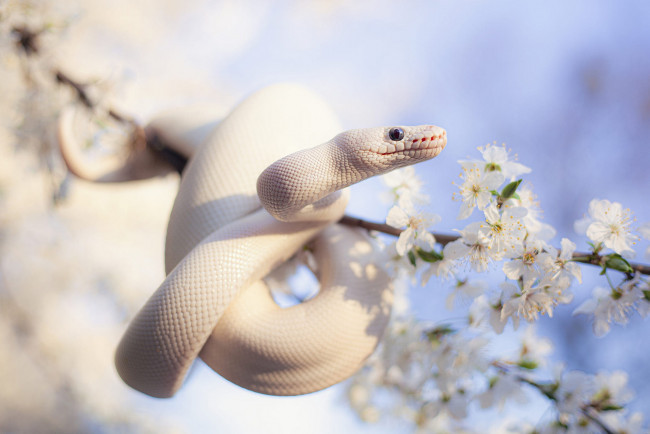 Обои картинки фото животные, змеи,  питоны,  кобры, цветы, ветки, змея, весна, белая, питон, цветение