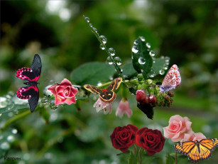 Картинка тайна жизни животные бабочки