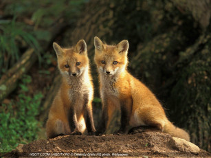 обоя животные, лисы