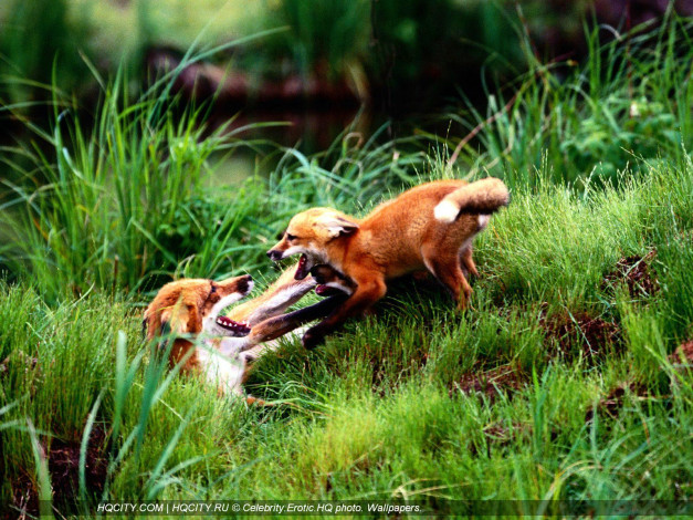 Обои картинки фото животные, лисы