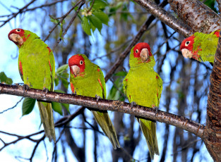 Картинка животные попугаи parrot