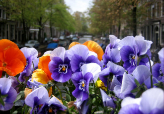 Картинка цветы анютины глазки садовые фиалки фиолетовый улица