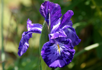 Картинка цветы ирисы фиолетовый лепестки