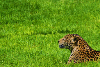Картинка на дозоре животные Ягуары ягуар трава зелень морда прфиль