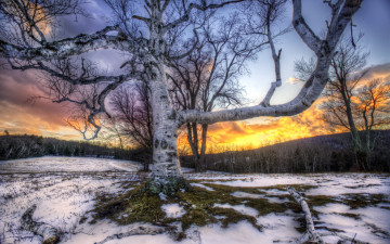 обоя природа, деревья, дерево, снег