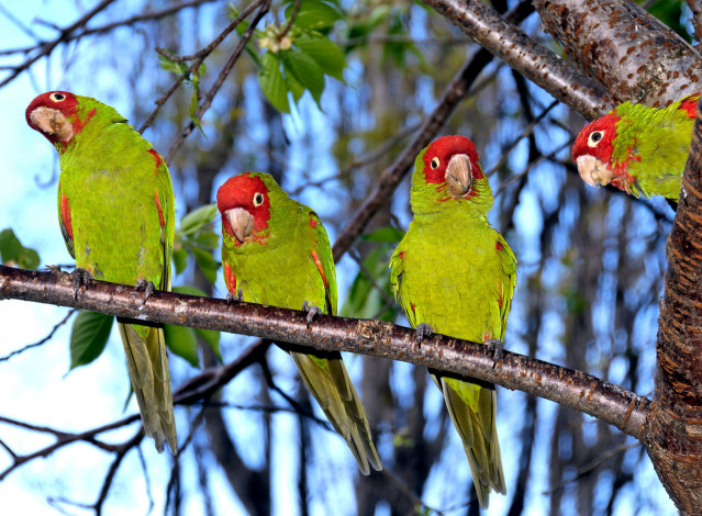 Обои картинки фото животные, попугаи, parrot