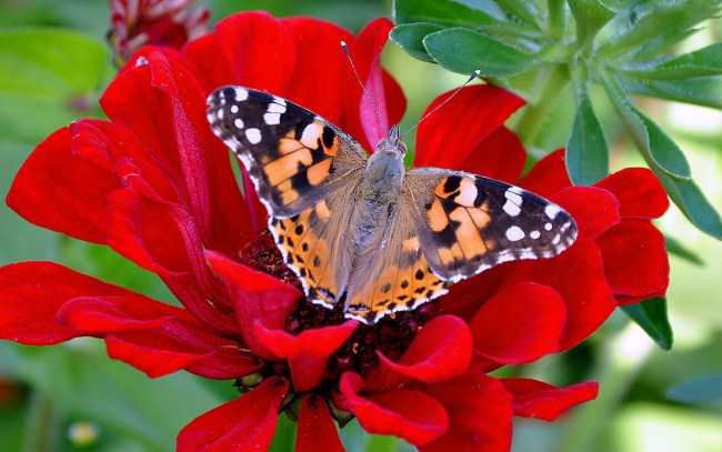 Обои картинки фото животные, бабочки, красный, цветок, разноцветная, бабочка