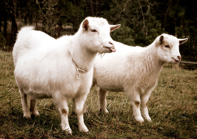 Обои картинки фото животные, козы, шерсть, язык