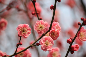 Картинка цветы цветущие деревья кустарники ветки весна персик