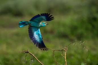 Картинка животные птицы бирюзовый полет крылья