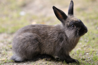 Картинка животные кролики зайцы уши милый