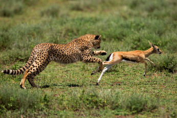 Картинка животные разные вместе добыча охота антилопа гепард