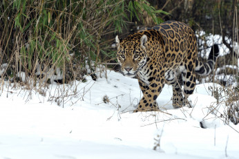 Картинка животные Ягуары хищник снег