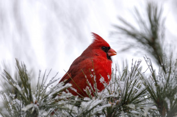 Картинка животные кардиналы сосна снег хохолок