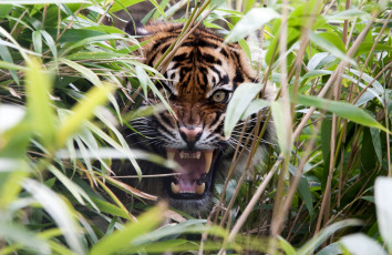Картинка животные тигры заросли рык агрессия