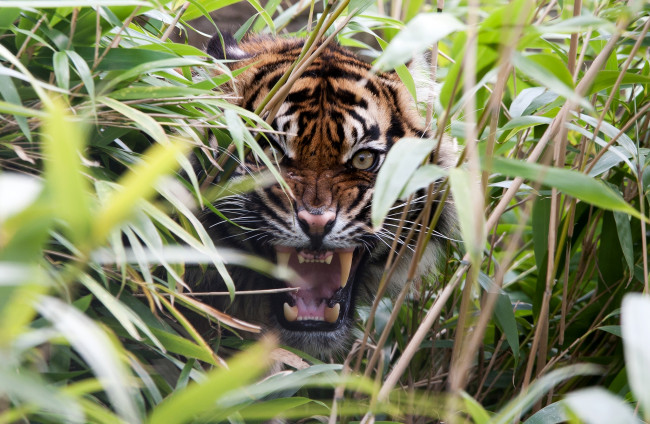 Обои картинки фото животные, тигры, заросли, рык, агрессия