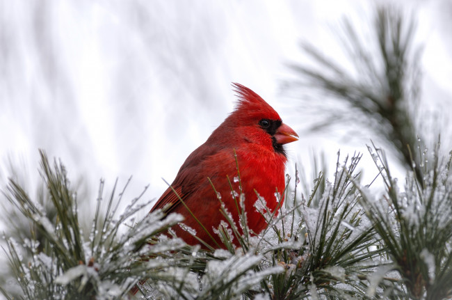 Обои картинки фото животные, кардиналы, сосна, снег, хохолок