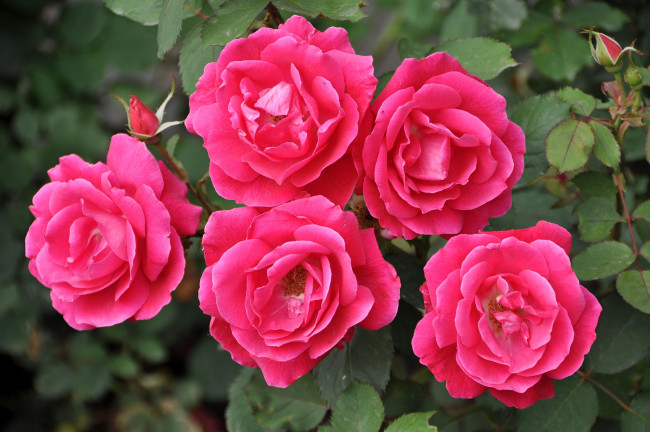 Обои картинки фото цветы, розы, розовый, пятерка