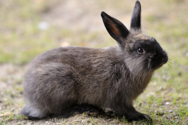 Обои картинки фото животные, кролики, зайцы, уши, милый