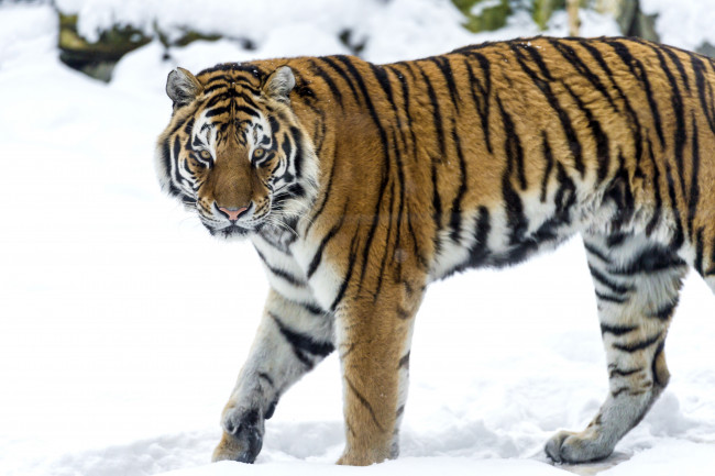Обои картинки фото животные, тигры, хищник, снег