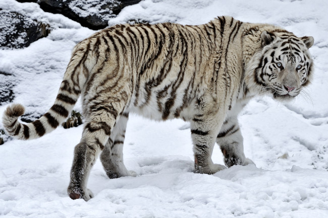 Обои картинки фото животные, тигры, хищник, снег