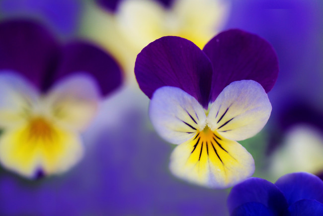 Обои картинки фото цветы, анютины, глазки, садовые, фиалки, фиолетовый