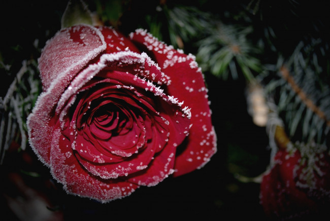 Обои картинки фото цветы, розы, бутон, изморозь