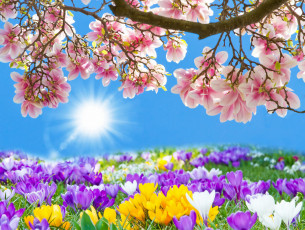 Картинка разное компьютерный+дизайн magnolia meadow sunshine crocus blossom spring