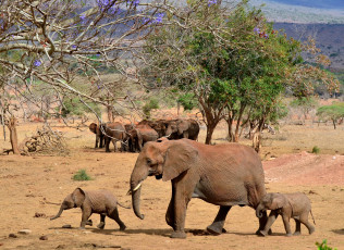 Картинка животные слоны слонята слониха саванна