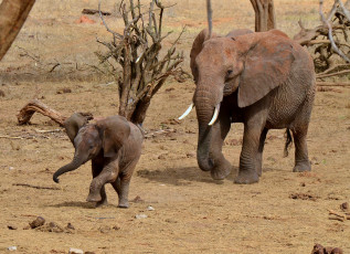 Картинка животные слоны малыш слониха саванна