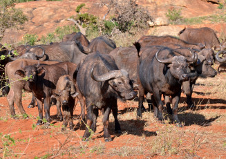 Картинка животные коровы +буйволы буйволы саванна стадо
