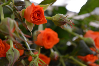 Картинка цветы розы оранжевая роза