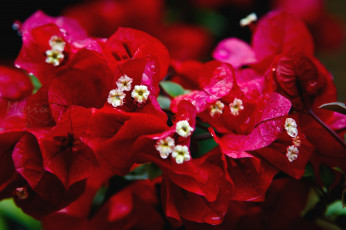 Картинка цветы бугенвиллея экзотика