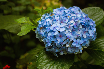 обоя цветы, гортензия, голубой