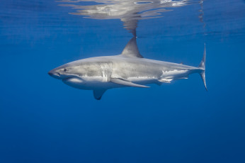 обоя great white shark, животные, акулы, мир, подводный, океан, акула