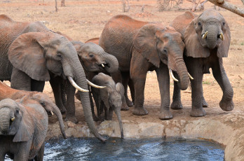 Картинка животные слоны стадо водопой саванна