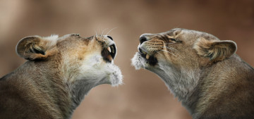 Картинка животные львы диалог оскал