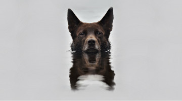 Картинка животные собаки вода snout reflection отражение background