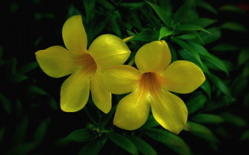 Картинка цветы алламанда желтый